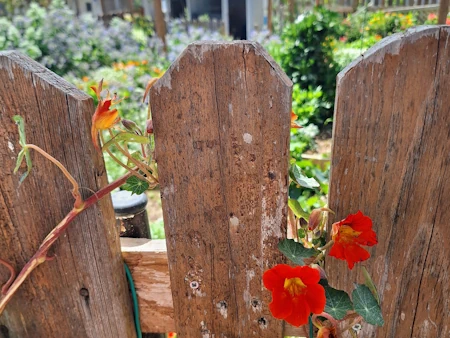 Discover a different side of the island through Kissiras Santorini Microgreens. Fresh farm-to-table meals, wholesome and full of genuine warmth.