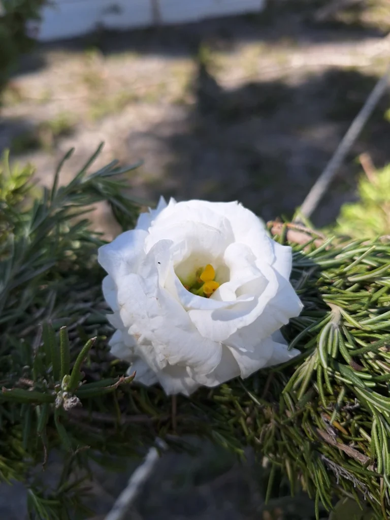 Easter in Santorini Lazarus cross close-up