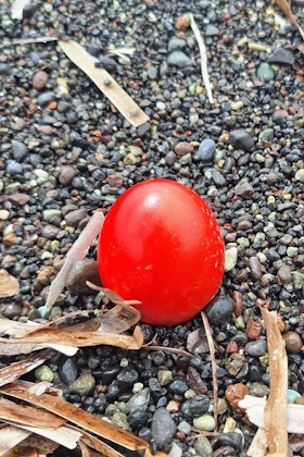 los huevos rojos de pasquas en la playa negra de santorini