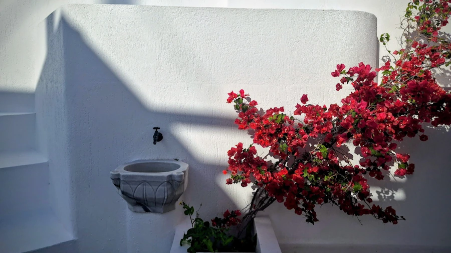 A calm, soothing Cycladic whitewashed wall with soft shadows and bright bougainvillea  branches: Santorini for solo travelers doesn’t have to feel so uncertain