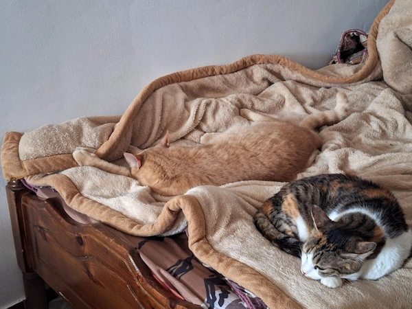 santorini in august - follow the cat's example and enjoy a nice greek siesta